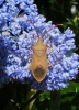 Box Bug 