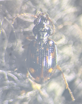 Bembidion octomaculatum Copyright: Robert Smith