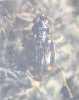 Bembidion octomaculatum