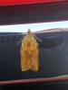 Light Brown Apple Moth (female)