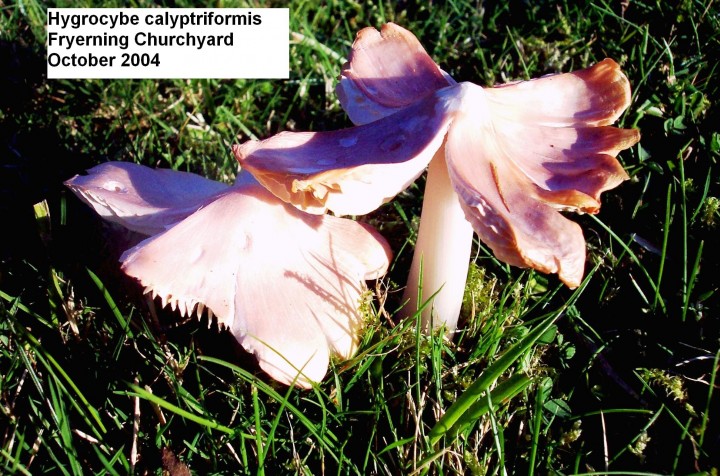 Hygrocybe calyptriformis Copyright: Graham Smith