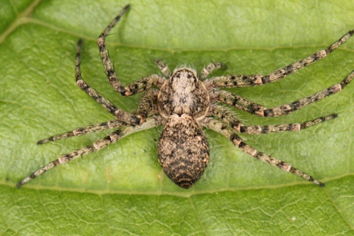 Philodromus buxi female1 Copyright: Peter Harvey