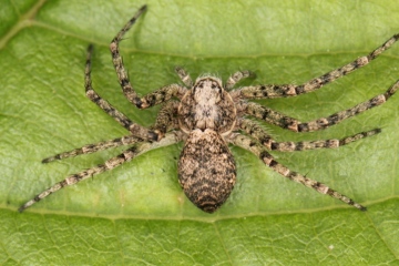 Philodromus buxi female1 Copyright: Peter Harvey