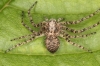 Philodromus buxi female1