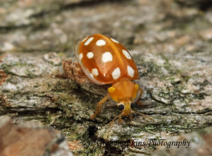 Halyzia sedecimguttata  (Orange Ladybird) 2 Copyright: Graham Ekins