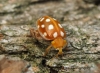 Halyzia sedecimguttata  (Orange Ladybird) 2 