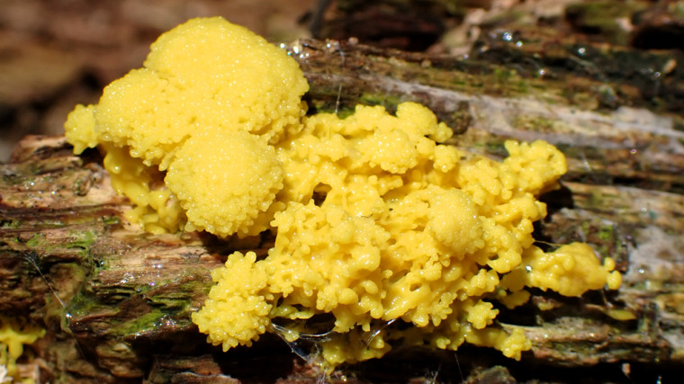 Scrambled Egg Slime Mould Copyright: Raymond Small