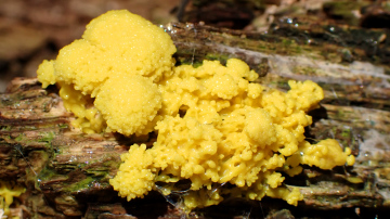 Scrambled Egg Slime Mould Copyright: Raymond Small