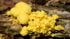 Scrambled Egg Slime Mould 