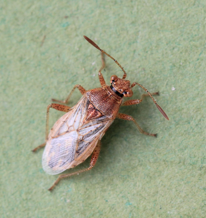 Rhopalus parumpunctatus Copyright: Yvonne Couch