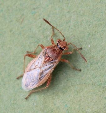 Rhopalus parumpunctatus Copyright: Yvonne Couch