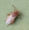 Rhopalus parumpunctatus 