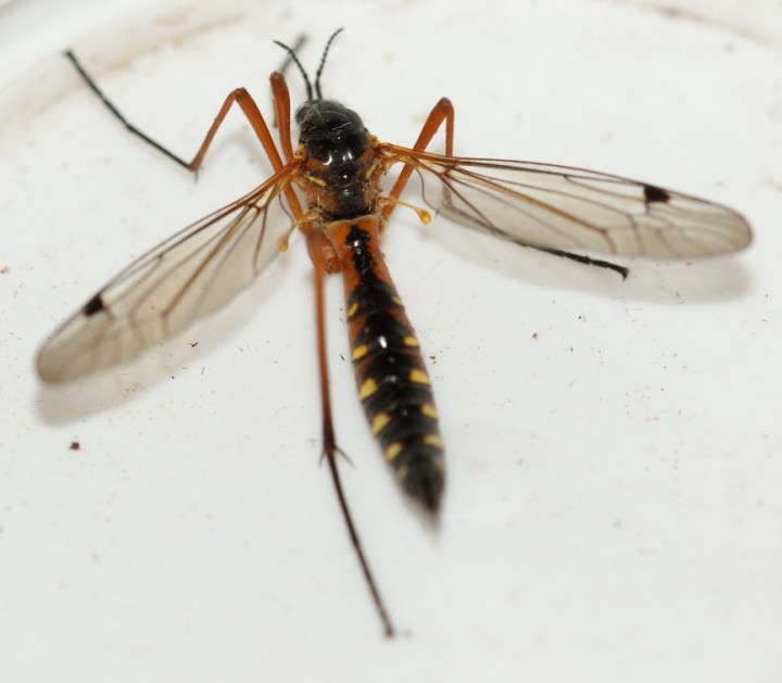 dorsal view Copyright: Robert Smith