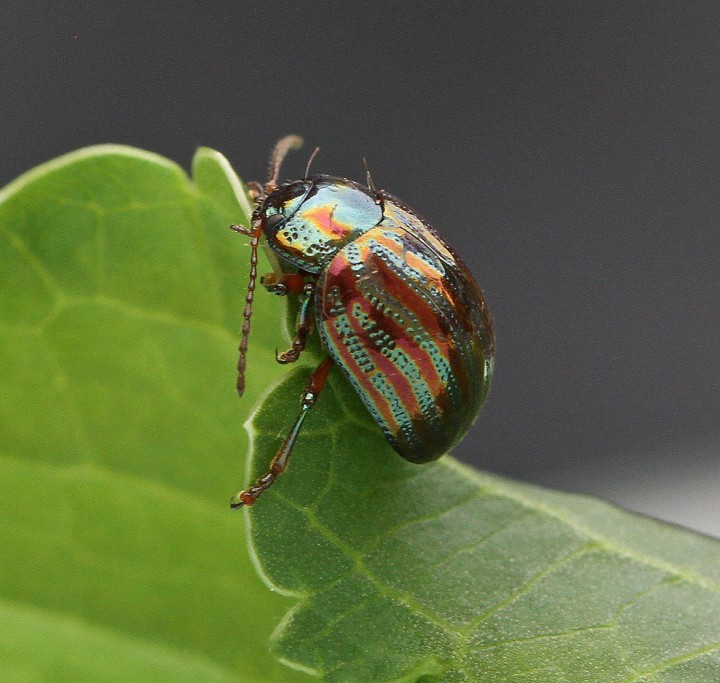 Chrysolina americana  (Rosemary Beetle) Copyright: Graham Ekins