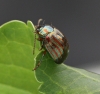 Chrysolina americana  (Rosemary Beetle)  