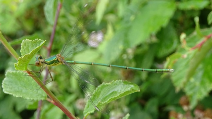 Willow Emerald Damselfly Chalcolestes viridis Copyright: Raymond Small