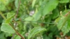 Willow Emerald Damselfly Chalcolestes viridis 
