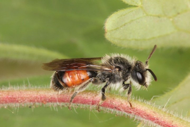 Andrena labiata male Copyright: Peter Harvey