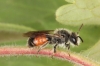 Andrena labiata male Copyright: Peter Harvey