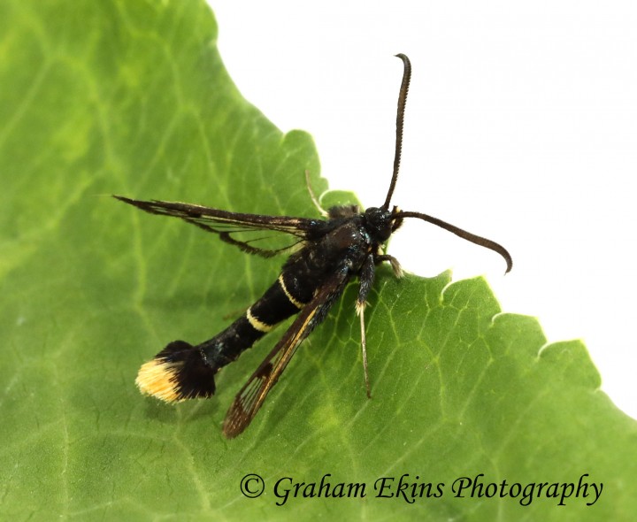 Synanthedon andrenaeformis Orange-tailed Clearwing Copyright: Graham Ekins