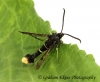 Synanthedon andrenaeformis Orange-tailed Clearwing