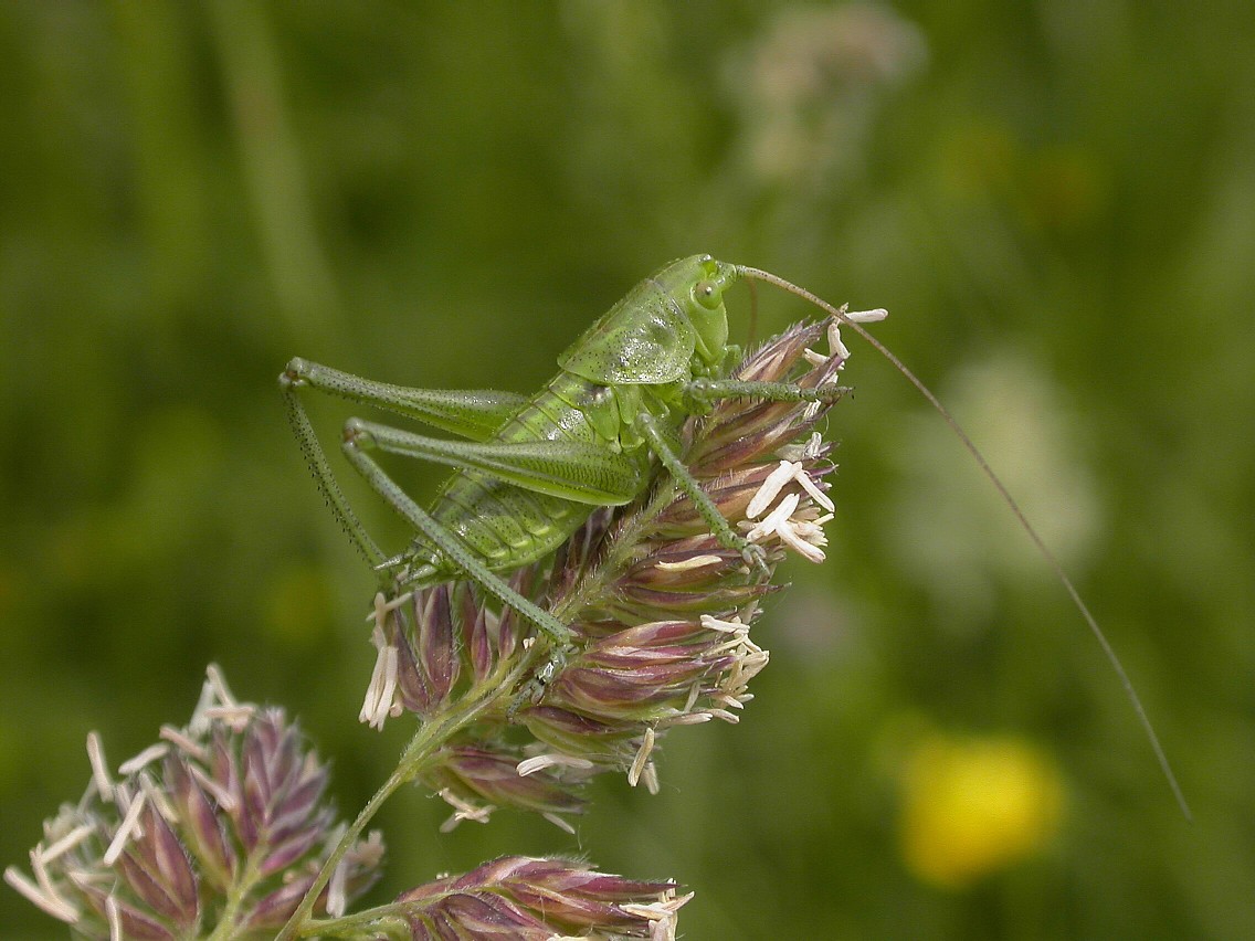 Speckled Bush Cricket Copyright: Malcolm Riddler