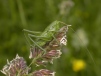 Speckled Bush Cricket  