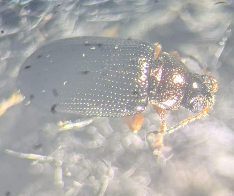 Crepidodera plutus antennae Copyright: Robert Smith