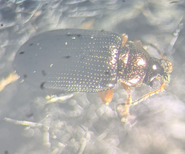 Crepidodera plutus antennae Copyright: Robert Smith