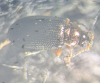 Crepidodera plutus antennae