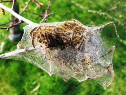 Brown-tailed Moth caterpillars Copyright: Graham Smith