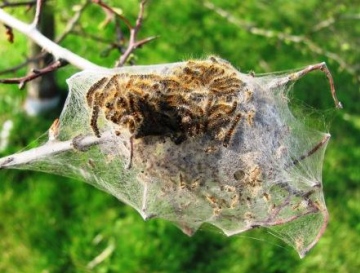 Brown-tailed Moth caterpillars Copyright: Graham Smith