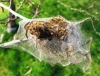 Brown-tailed Moth caterpillars 