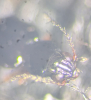 Bembidion gilvipes furrows