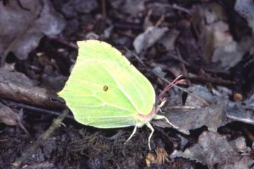 Gonepteryx rhamni