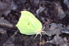 Gonepteryx rhamni Copyright: Peter Harvey