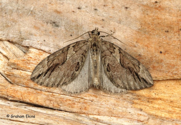 Thera Cupressata Copyright: Graham Ekins