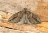 Thera Cupressata