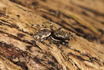 Salticus zebraneus male Copyright: Peter Harvey