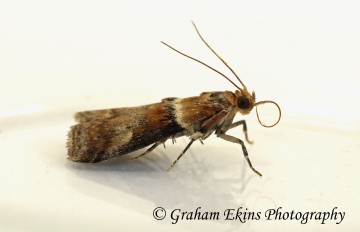 Acrobasis tumidana 6 Copyright: Graham Ekins