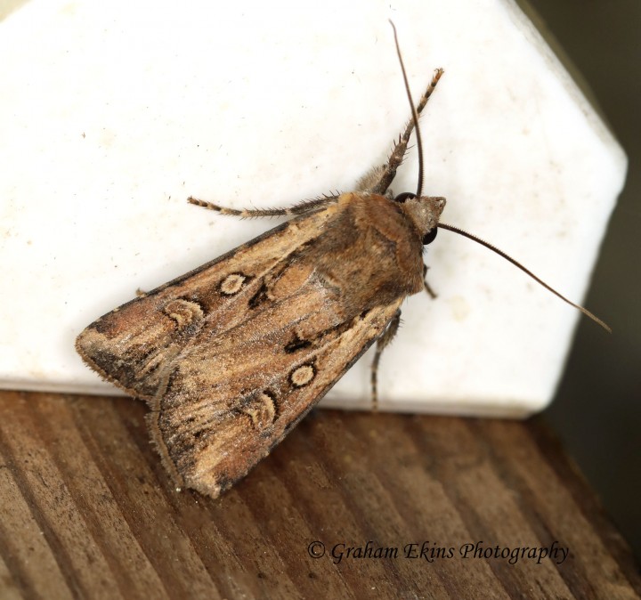 White-line Dart   Euxoa tritici Copyright: Graham Ekins