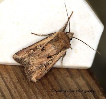 White-line Dart   Euxoa tritici Copyright: Graham Ekins