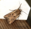 White-line Dart   Euxoa tritici Copyright: Graham Ekins