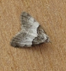 Short Cloaked Moth.
