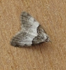 Short Cloaked Moth. Copyright: Stephen Rolls