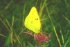 Colias croceus Copyright: Peter Harvey