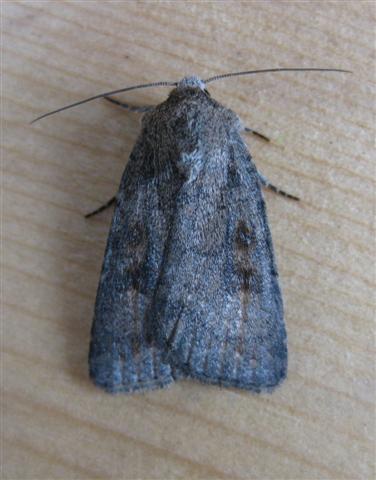 Mottled Rustic Copyright: Stephen Rolls