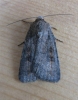 Mottled Rustic