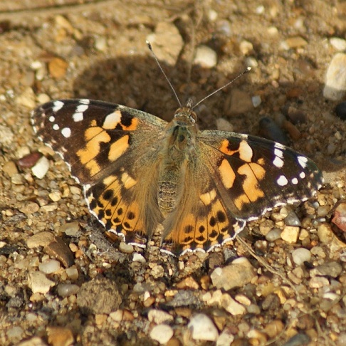 Painted Lady Copyright: Robert Smith
