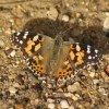 Painted Lady Copyright: Robert Smith